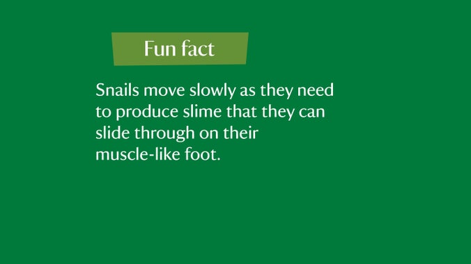 Fun fact: Snails move slowly as they need to produce slime that they can slide through on their muscle-like foot.